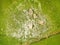 Citrus nesting whitefly and Citriculus mealybug