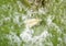 Citrus nesting whitefly, Paraleyrodes minei