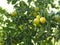 Citrus orange fruit sour tree on nature background, Kumquats, Cumquats Citrus japonica Thunb