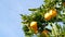 Citrus orange fruit on tree, California USA. Spring garden, american local agricultural farm plantation, homestead