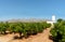 Citrus orchards In Valencia region Spain.