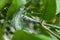 Citrus Plant Pests