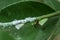 Citrus Plant Pests