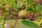 Citrus rust mite on lime fruit