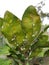 Citrus Scale insect and their enemy fungi  in Viet Nam