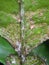 Citrus Scale insect and their enemy fungi  in Viet Nam