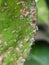 Citrus Scale insect and their enemy fungi  in Viet Nam