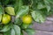 Citrus sinensis plant tree leaves with ripe orange fruit hanging