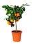 Citrus standard tree Lima rossa