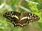 Citrus swallowtail