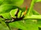 Citrus Swallowtail butterfly caterpillar 1