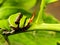 Citrus Swallowtail caterpillar 2