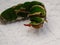 Citrus Swallowtail caterpillar showing red scent gland