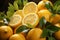Citrus symphony oranges and lemon on pastel yellow, a summer concept