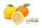 Citrus: tangerine, lemon