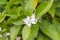 Citrus tree flower, azahar blossom.