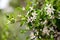 Citrus tree flowers