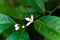 Citrus tree with flowers. lemon tree. citrus blossoms