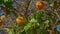 Citrus tree with ripe oranges and flowers on a on the background of blue sky