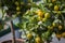 Citrus tree with yellow lemons. decorative plant in the flowerpot for the interior.