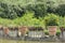 Citrus Trees In Boboli Gardens