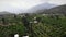 Citrus trees over mountain background. Orange and lemon green trees growing in fruit orchards. Flying over fruit plantation at sun