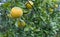 Citrus Trifoliata Fruit Tree