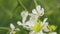 Citrus Trifoliata Fruit Tree. Thorny Shrub With White Flowers. Flowering Of Trifoliate Orange. Close up.