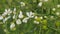 Citrus Trifoliata Fruit Tree. Thorny Shrub With White Flowers. Flowering Of Trifoliate Orange. Close up.