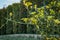 Citrus trifoliata or Japanese Bitter Orange Poncirus trifoliata with prickly branches on blurred landscape background