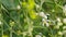 Citrus Trifoliata Or Poncirus Trifoliata. Lively Nature. Poncirus Trifoliata Flowering. Close up.