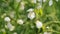 Citrus Trifoliata Or Poncirus Trifoliata. Lively Nature. Poncirus Trifoliata Flowering. Pan.