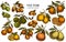 Citrus vintage illustrations collection. Hand drawn logo designs with kumquat, lemon, tangelo, grapefruit, orange, lime