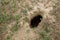 City of animals. colony of wild wild animals on hill, covered with labyrinth of holes. Rabbit holes. Foxholes. Animal burrows in