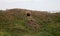 City of animals. colony of wild wild animals on hill, covered with labyrinth of holes. Rabbit holes. Foxholes. Animal burrows in