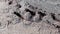 City ants with wings move another place. Flying insects. Sand background. Slow