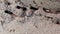 City ants with wings move another place. Flying insects. Sand background. Slow
