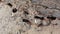 City ants with wings move another place. Flying insects. Sand background. Slow