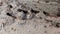 City ants with wings move another place. Flying insects. Sand background. Slow