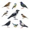 City bird watercolor illustration set. Hand drawn crow, sparrow, pigeon, blackbird, thrush outdoors park wildlife