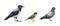 City birds illustration set. Hand drawn common crow, sparrow, pigeon urban avians. Realistic common city bird detailed