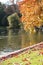 City birds at park with beautiful red autumnal tree foliage