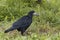 City birds - rook - Corvus frugilegus - black crow