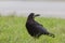 City birds - rook - Corvus frugilegus - black crow