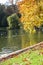 City birds at urban lake with beautiful autumnal tree foliage