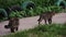 City cats walk along the path in the yard. Homeless animals.