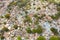 City cemetery in Manila, view from above. Old cemetery with residential buildings.