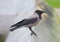 City crow on a granite fence