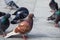 City dove. Pigeon on the street. Birds series