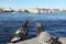 City embankment Neva River St. Petersburg  with two birds pigeons in the foreground